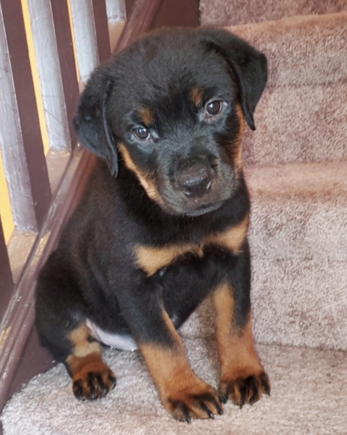 comprar cachorros sanos, baratos y asequibles para la venta